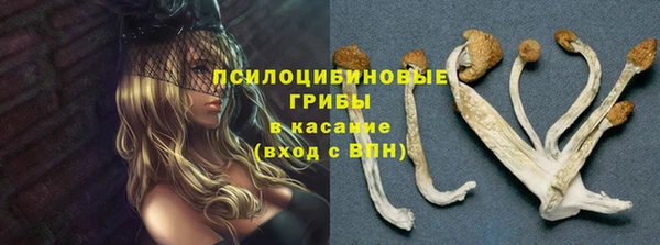 крисы Абаза